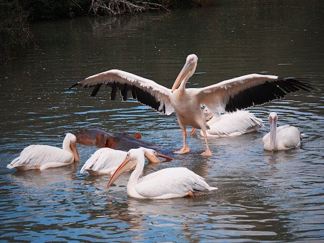pelican birds lake nakuru