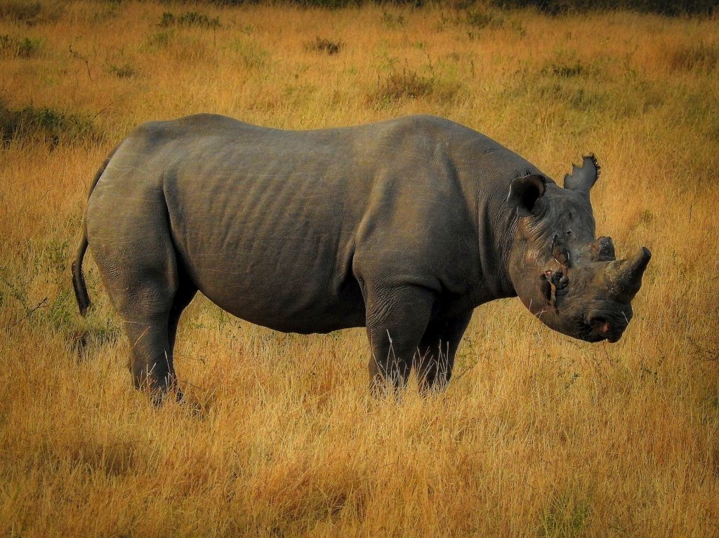 black rhino
