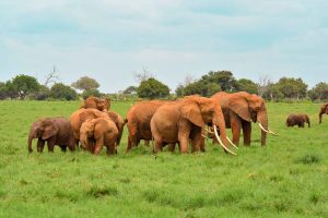 red elephants , tsavo east national park 
