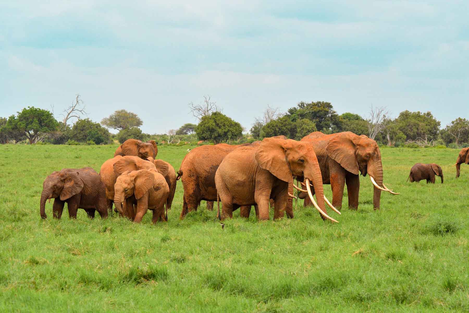 red elephants , tsavo east national park