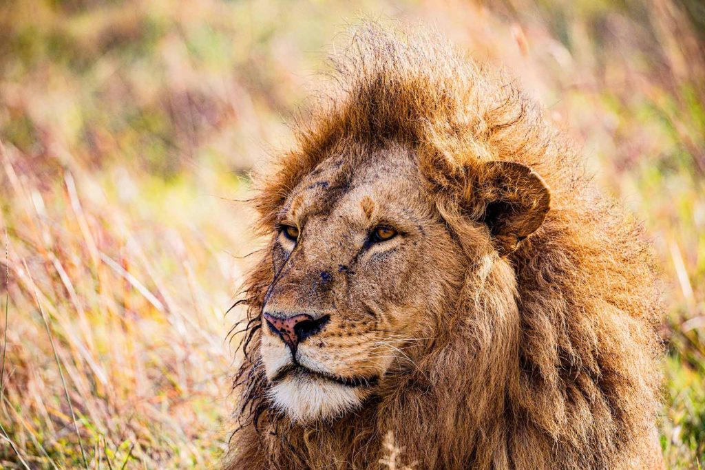 lion in masai mara