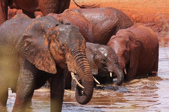 Elephants at Ngutuni waterhole