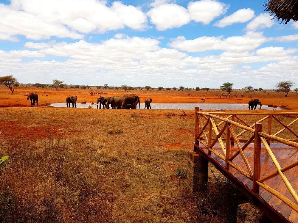 Elephants at Ngutuni waterhole