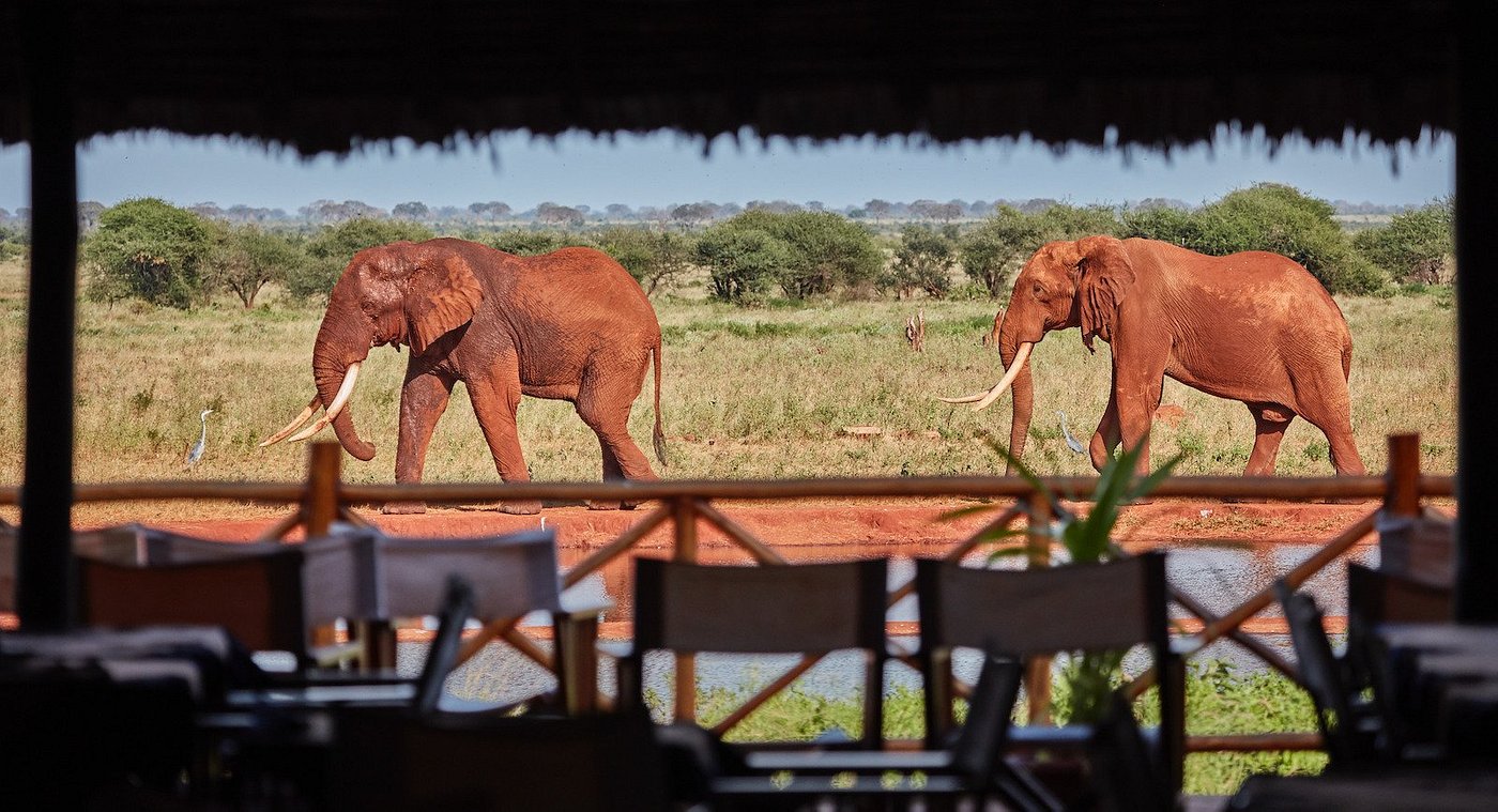 Elephants at Ngutuni safari lodge