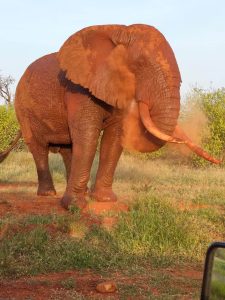 Red elephants Tsavo East National Park