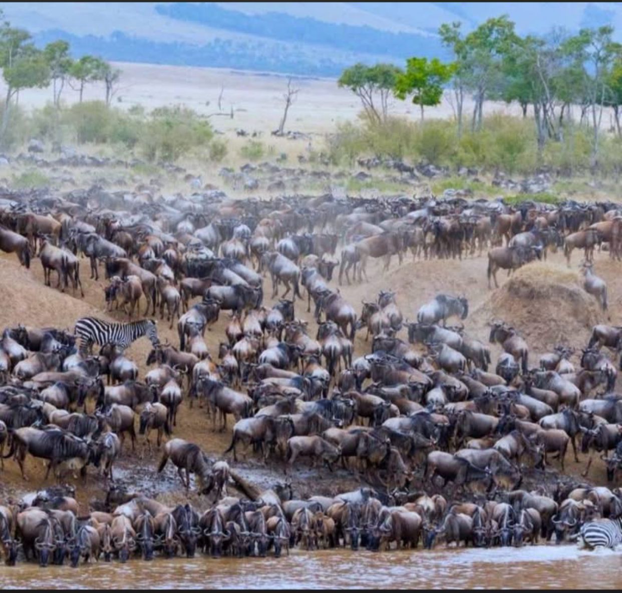 Wildebeest migration Masai Mara Kenya