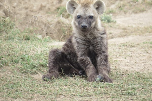 OL-PEJETA