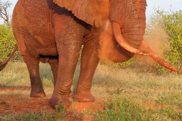 Red elephants Tsavo East National Park