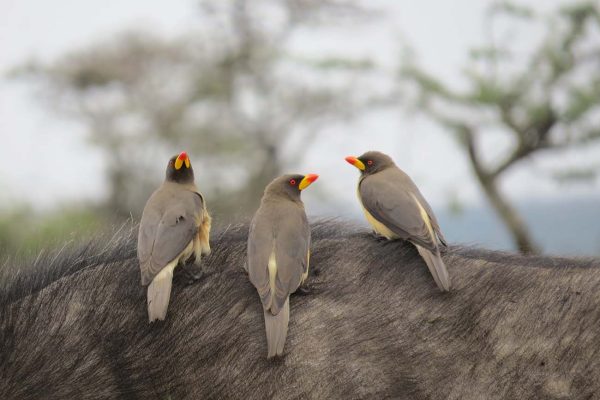 birds-on-buffalo-ol-pejeta