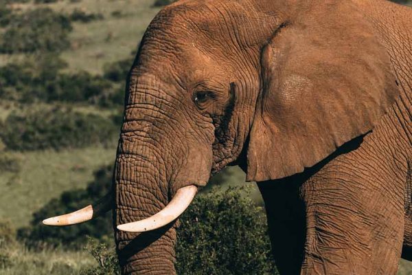 elephant-tsavo-east