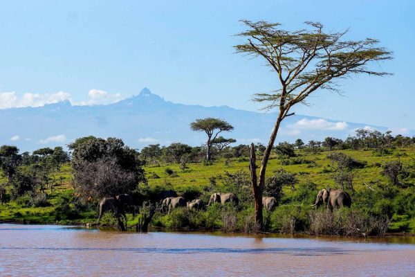 elephants-mt-kenya