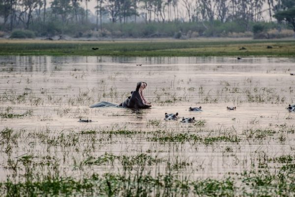 hippo-naivasha-boat-ride