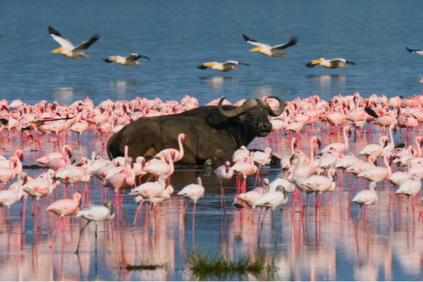 lake bogoria