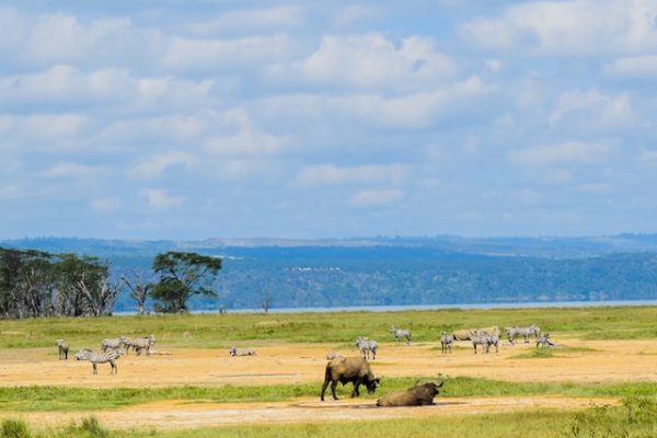 lake-nakuru-wildlife