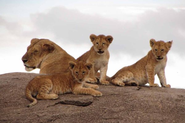 lion-pride-safari-kenya-tour