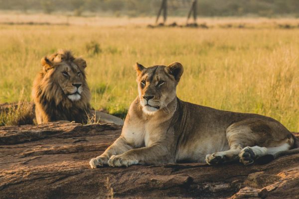 male-female-lions-laying-sand-resting