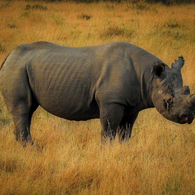 rhino