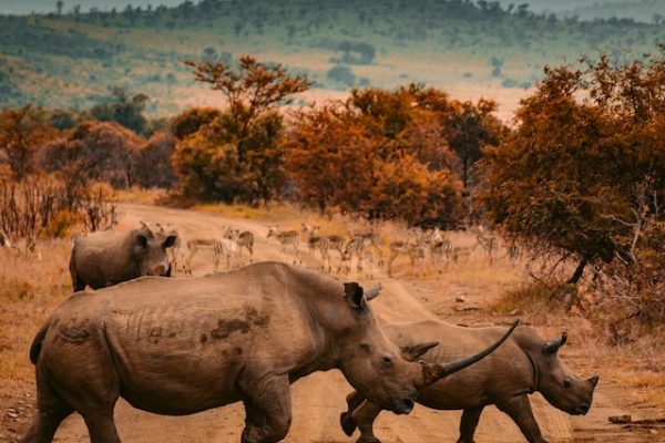 rhino-wildlife-mara