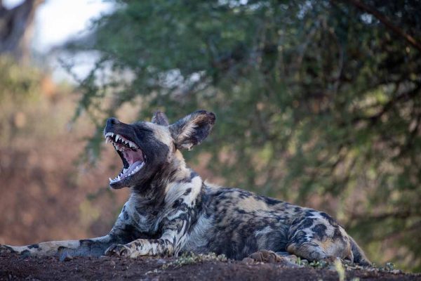 wild-dog-tsavo-west-kenya