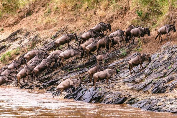 wildebeast-crossing-mara-river